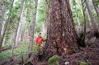 Ancient Forest Alliance campaigner and photographer TJ Watt beside an old-growth Douglas-fir tree planned BC Timber Sales cutblock that is now deferred from logging in the Nahmint Valley near Port Alberni.Credit to TJ Watt / Ancient Forest Alliance