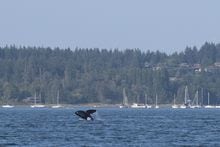 A lone killer whale breaks the water in a Comox, B.C., harbour on Tuesday July 31, 2018.Transport Canada has announced several new measures, ranging from sanctuary zones to fishing closures, as it works to protect critically endangered southern resident killer whales off the British Columbia coast. THE CANADIAN PRESS/Jen Osborne
