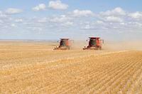 2 large combines picking up a crop of lentils.
