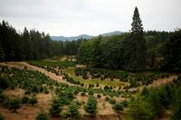 A parcel of land on the Sahtlam Tree Farm is seen, in the Cowichan Valley area of Duncan, B.C., on Saturday, July 31, 2021. The effects of climate change are taking a toll on Christmas tree farms in British Columbia and beyond, and one forestry expert says the sector that's already shrinking will need to adapt in the coming years. THE CANADIAN PRESS/Chad Hipolito
