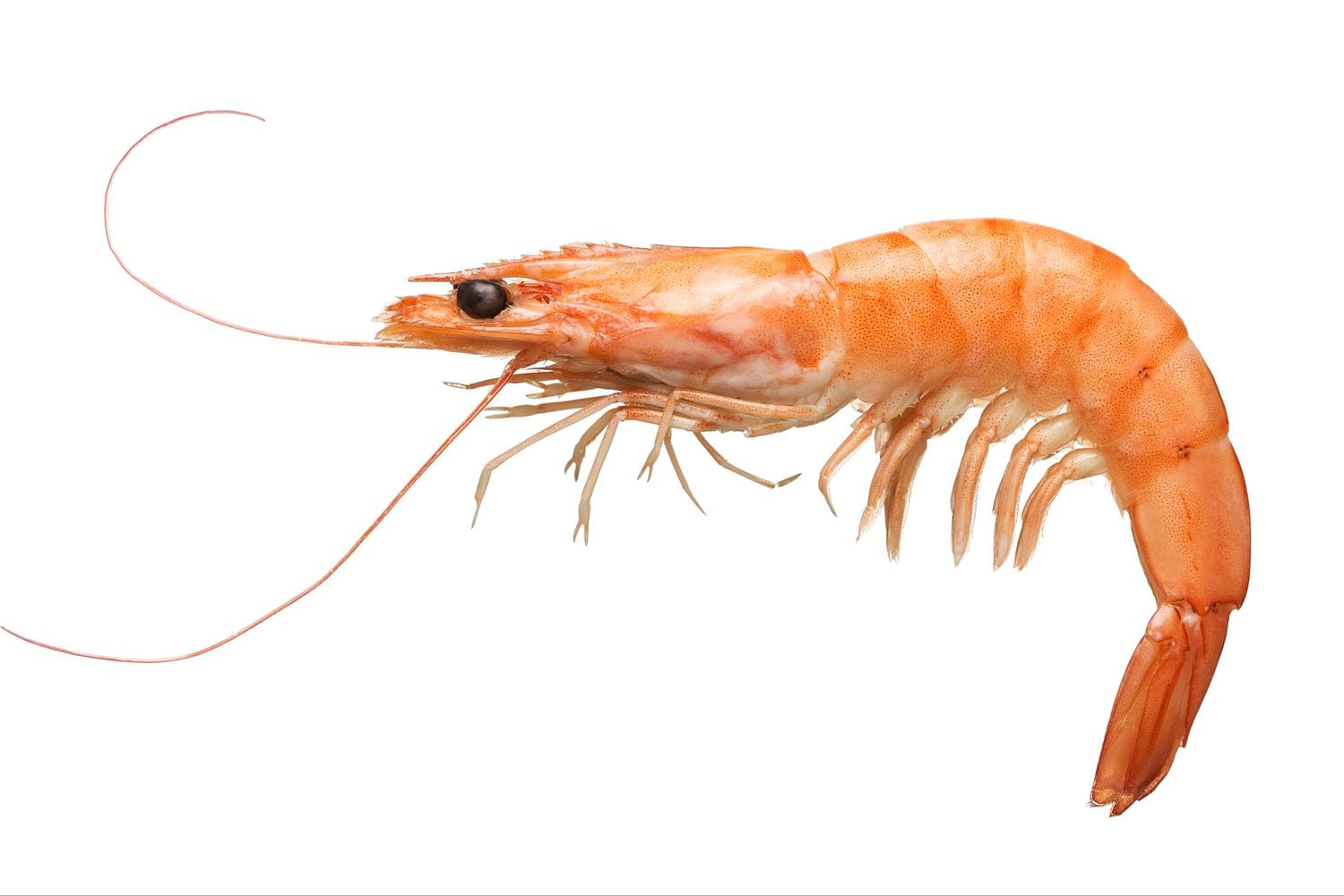Is shrimp high in cholesterol – and if so, is it healthy? - The Globe and Mail