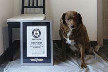 This image provided by Guinness World Records shows Bobi. Guinness World Records says the world’s oldest dog recently celebrated his 31st birthday. Bobi's owner says a party was held Saturday, May 13, 2023 for the purebred Rafeiro do Alentejo, a breed of Portuguese dog. (Guinness World Records via AP)