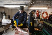 Jon Klip (left) cuts the gills of a lake trout, which helps to drain the veins and arteries of blood. While Matt Taylor (right), looks at their catch while fishing aboard the Benjamin-Charles fishing boat on Lake Huron off the shores of Southhampton, Ontario, Canada on Tuesday, April 4, 2022. Jon Klip, 27, and Matt Taylor, 29, chefs and co-founders of Affinity Fish have partnered with Allen Robichaud of Robichaud Commercial Fishing. They work alongside the fishing boat crew, and use the ikejime method of harvesting fish humanely, bleeding the fish to minimise the growth of bacteria, and cleaning the fish within hours of them coming out of the water. Affinity Fish provides high quality, fresh, sustainably harvested fish from the Great Lakes to restaurants, and will soon be opening a retail space on Dundas Street West in Toronto. Ryan Carter/The Globe and Mail
