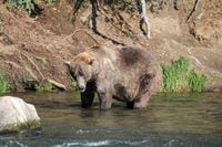 FILE PHOTO: Brown bear 480, known as "Otis", stands in a river hunting for salmon to fatten up before hibernation at Katmai National Park and Preserve in Alaska, U.S. September 16, 2021. Picture taken September 16, 2021. C. Spencer/U.S. National Park Service/Handout via REUTERS.  THIS IMAGE HAS BEEN SUPPLIED BY A THIRD PARTY. MANDATORY CREDIT/File Photo