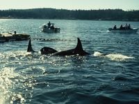 The mass capture of 8 Southern resident Orcas taken in August to September of 1970, recorded by Terry Newby.