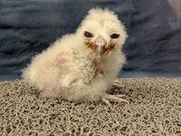 Spotted owl chick Chick J is photographed here at 11 days old at the Northern Spotted Owl Breeding Program in Langley, B.C. A webcam is now recording the two adult birds as they continue to raise Chick J, their second in as many years, as part of the breeding program.