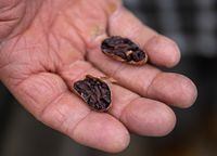 Dried cocoa beans at Cooproagro's processing plant in San Francisco de Macoris, DR.
March 28, 2023
(Melissa Tait/The Globe and Mail)
