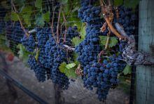 Wine lovers have growing options on the shelf to enjoy their favourite beverage as producers in B.C. offer smaller container sizes. Ripe grapes hang on vines in Oliver, B.C. on Sept. 12, 2016. THE CANADIAN PRESS/Jeff McIntosh