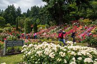 International Rose Garden is located right in Washington Park. The best time to see the roses in full bloom is June. Portland Oregon