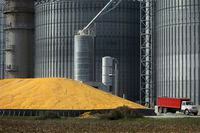 As the silos fill up, harvest corn is piled outside at the Archer Daniels Midland grain elevator Thursday, Oct. 23, 2014, in Niantic, Ill. A delayed grain crop is causing headaches for railways, elevator operators and farmers following a dry spring and wet summer. THE CANADIAN PRESS/AP -Seth Perlman
