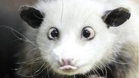 In this Dec. 15, 2010 file photo, a cross-eyed opossum (didelphis) called Heidi sits in her interim enclosure, in the zoo in Leipzig, Germany. Heidi the cross-eyed opossum is the latest creature to rocket from Germany's front pages to international recognition, capturing the world's imagination with her bright, black eyes turned toward her pointed pink nose