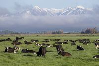 FILE - Dairy cows graze on a farm near Oxford, in the South Island of New Zealand on Oct. 8, 2018. New Zealand's government on Tuesday, Oct. 11, 2022 proposed taxing the greenhouse gasses that farm animals make from burping and peeing as part of a plan to tackle climate change. (AP Photo/Mark Baker, File)