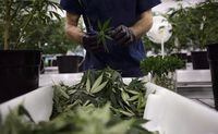 Workers produce medical marijuana at Canopy Growth Corporation's Tweed facility in Smiths Falls, Ont., on Monday, Feb. 12, 2018. A defunct subsidiary of Canopy Growth Corp. is fighting a court battle against the Canada Revenue Agency, which fined the pot company almost half-a-million dollars for allegedly growing cannabis on a Saskatchewan farm before receiving a licence. THE CANADIAN PRESS/Sean Kilpatrick