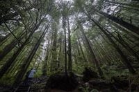 A couple are dwarfed by old growth trees as they walk in Avatar Grove near Port Renfrew, B.C., on Oct. 5, 2021. THE CANADIAN PRESS/Jonathan Hayward