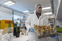 Ben Lightburn, co-founder of Filament Health, holds a tray of mushrooms inside the Burnaby, B.C. lab on Tuesday, April 4, 2023. Behind him are bags of empty pill bottles for MDMA capsules and cactus used to extract mescaline, a natural psychedelic, he said. Founded in 2020, the company is working to support mental health treatments through natural psychedelic medicine. (Kayla Isomura/The Globe and Mail)