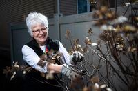 Nancy McDonald prunes her hydrangeas in her garden in Ottawa, on Tuesday, April 5, 2022. (Justin Tang for The Globe and Mail)
