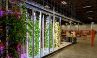Agriplay’s futuristic farm takes over the 
second floor of Aspen Properties’ Calgary Tower Centre.