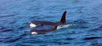 Southern Resident killer whale J50 and her mother, J16, swim off the west coast of Vancouver Island near Port Renfrew, B.C., on Aug. 7, 2018.