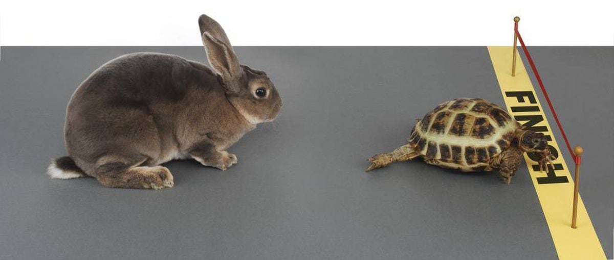 The real reason the tortoise beat the hare - The Globe and Mail