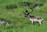 A caribou grazes on Baffin Island, in a 2008 file photo.