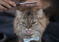 A cat has its hair brushed at the Caturday Cafe in Bangkok, Thailand, Friday, May 8, 2020. Cat and dog owners who cuddle with their pets when infected with COVID-19 could end up making their pets sick with the virus, says a study. THE CANADIAN PRESS/AP-Sakchai Lalit