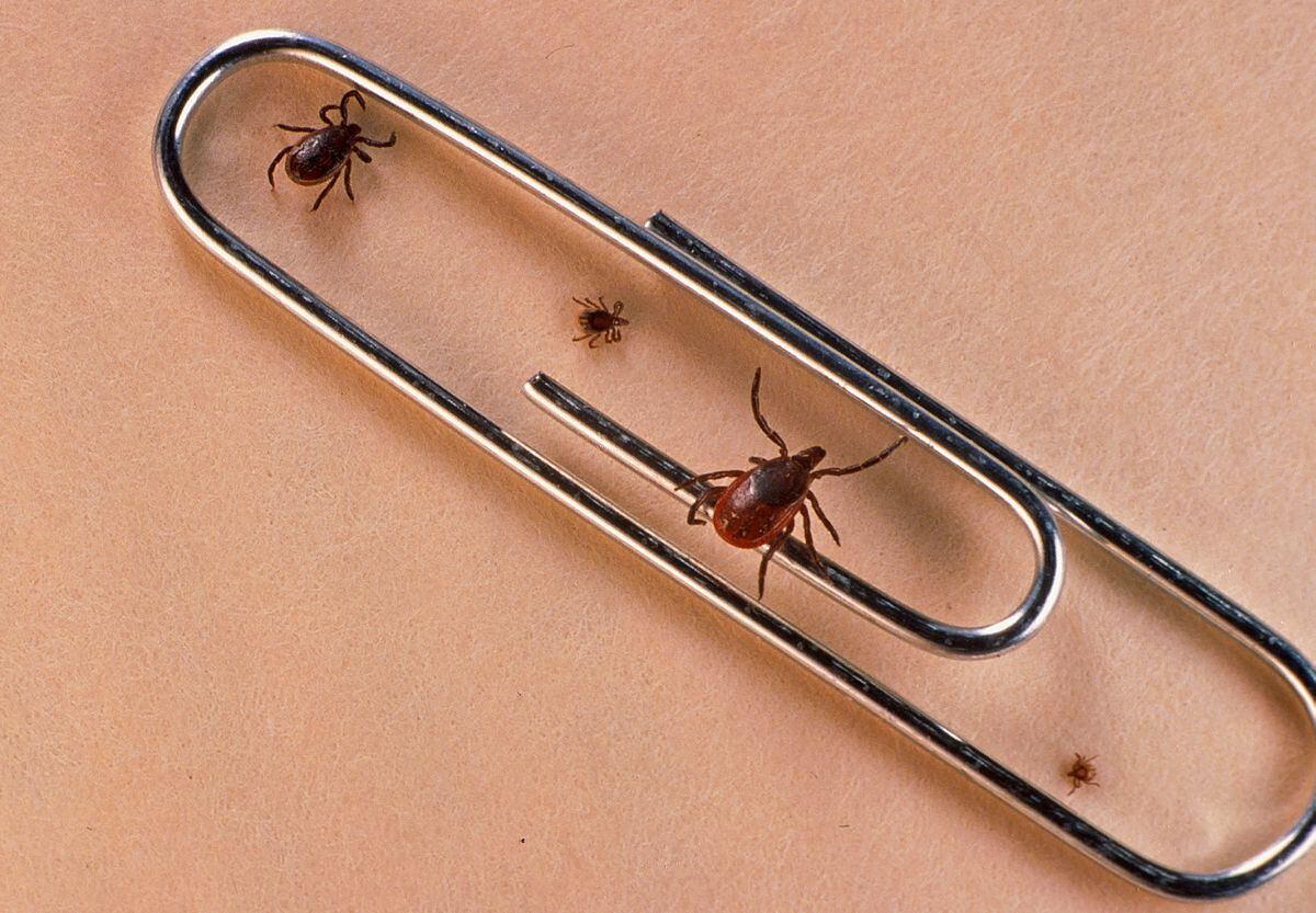 Lyme disease has arrived. Why hasn't a reliable treatment?