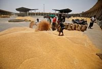 Workers fill sacks with wheat at the market yard of the Agriculture Product Marketing Committee (APMC) on the outskirts of Ahmedabad, India, May 16, 2022. REUTERS/Amit Dave