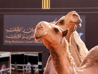Camels are seen during the King Abdulaziz Camel Festival in Ar Rumahiyah, north of Riyadh, Saudi Arabia December 23, 2021. Picture taken December 23, 2021. REUTERS/Ahmed Yosri