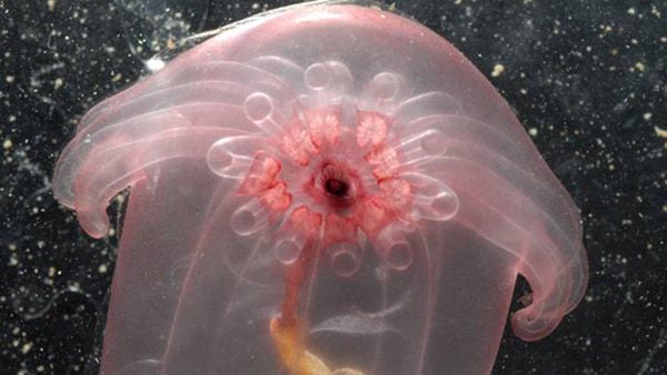 Newly discovered sea creatures - The Globe and Mail