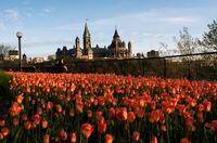 Parliament Hill is seen as people sit on a bench in Major's Hill Park in Ottawa on the Victoria Day long weekend, the last day of the Canadian Tulip Festival, Monday, May 18, 2020. THE CANADIAN PRESS/Justin Tang