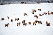A herd of elk are seen on a property in the Waterton Park Front in Alberta in this handout photo provided Jan. 30, 2023. The property that includes fescue grasslands, forests and wetlands near Waterton Lakes National Park in southern Alberta has been purchased by the Nature Conservancy of Canada. THE CANADIAN PRESS/HO-Sean Feagan/NCC