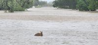 A wallaby passes through floodwaters in Fitzroy Crossing, Australia January 3, 2023 in this picture obtained from social media. Callum Lamond/via REUTERS  THIS IMAGE HAS BEEN SUPPLIED BY A THIRD PARTY. MANDATORY CREDIT. NO RESALES. NO ARCHIVES.