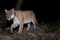 FILE PHOTO: A trail camera picture of mountain lion P-22, in Los Angeles, California, U.S., 2012. Miguel Ordenana/NATIONAL HISTORY MUSUEM OF L.A./Griffith Park Connectivity/Handout via REUTERS  ATTENTION EDITORS - THIS IMAGE HAS BEEN SUPPLIED BY A THIRD PARTY. NO RESALES. NO ARCHIVES. MANDATORY CREDIT./File Photo