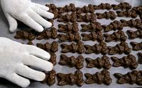 Chocolate rabbits taken from the mold are lined up at the production facility of the Szamos Marzipan Confectionery Company in Pilisvorosvar, 20 kms northeast of Budapest, Hungary, Wednesday, Feb. 20, 2019, in preparation for Easter. (Zsolt Szigetvary/MTI via AP)