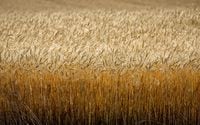 A field of wheat is pictured near Cremona, Alta., Tuesday, Sept. 6. Statistics Canada says Canadian farmers are on track to produce a better crop this year than they did in 2021.THE CANADIAN PRESS/Jeff McIntosh