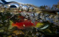 Spawning sockeye salmon are seen making their way up the Adams River in Roderick Haig-Brown Provincial Park near Chase, B.C. Tuesday, Oct. 14, 2014. THE CANADIAN PRESS/Jonathan Hayward