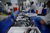 Workers fillet mackerels in a fish-processing plant in the port of  Boulogne-sur-Mer, France, on Jan. 29, 2020.