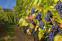 Ripe pinot gris grapes in Kelowna region vineyard, Okanagan Valley, British Columbia.
