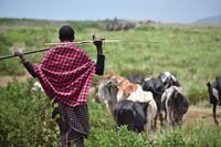 For the Masais, cows are a means of accumulating wealth that can be traded or consumed.  Photo taken on March 16, 2022 at Endulen village, inside the Ngorongoro conservation area in Tanzania.  Photo credit to Robert Bociaga