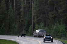 Black bears walk across the road near Lake Louise, Alberta, June, 2020.   THE CANADIAN PRESS/Jonathan Hayward