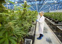 A Hexo Corp. employee examines cannabis plants in one of the company's greenhouses, seen during a tour of the facility, Thursday, October 11, 2018 in Masson Angers, Que. Hexo Corp. says its ongoing plan to streamline the cannabis business and cut costs includes the reduction of hundreds of jobs.THE CANADIAN PRESS/Adrian Wyld