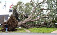 A person walks by a downed tree in the aftermath of post-tropical cyclone Lee in Lunenburg, Nova Scotia, Canada, September 17, 2023.   REUTERS/John Morris