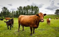 Cows and their calves graze in a pasture on a farm near Cremona, Alta., on June 26, 2019. A national farm organization is asking the federal government to pitch in with efforts to move hay from the East Coast to struggling farmers and ranchers in Western Canada. THE CANADIAN PRESS/Jeff McIntosh