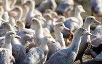 FILE PHOTO: Ducks are seen in a field in Bourriot Bergonce, southwestern France, January 7, 2017,  after France ordered a massive culling of ducks in three regions most affected by a severe outbreak of bird flu as it tries to contain the virus which has been spreading quickly over the past month. REUTERS/Regis Duvignau