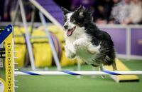 Moses, a 10-year-old border collie-Labrador retriever mix, competes in the Westminster Kennel Club's agility competition, Saturday Feb. 8, 2020, in New York. Moses took a special award for the top mixed-breed dog. Moses ran with handler Jordan York of Evansville, Indiana. (AP Photo/Bebeto Matthews)