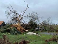 Andy Villagomez clears what remains of a large tree that overshadowed his front yard before falling to Typhoon Mawar, Thursday, May 25, 2023, in Mongmong-Toto-Maite, Guam. (AP Photo/Grace Garces Bordallo)
