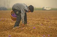 A Kashmiri boy plucks flowers during saffron harvest in a field in Pampore on the outskirts of Srinagar on November 5, 2022. (Photo by TAUSEEF MUSTAFA / AFP) (Photo by TAUSEEF MUSTAFA/AFP via Getty Images)