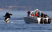 FILE - In this July 31, 2015 file photo, an orca leaps out of the water near a whale watching boat in the Salish Sea in the San Juan Islands, Wash. In an unprecedented absence, the endangered orcas have not been here at all this summer, except for one visit by J pod, in a brief lap around San Juan Island one day in early May. They immediately left, and no one's seen any of the members of J, K or L pod since. (AP Photo/Elaine Thompson, File)
