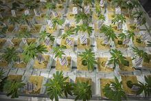 Cannabis cuttings are photographed at the CannTrust Niagara Greenhouse Facility during the grand opening event in Fenwick, Ont., on Tuesday, June 26, 2018. THE CANADIAN PRESS/Tijana Martin