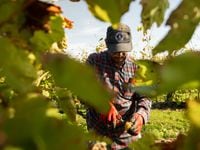 Avondale Sky Winery Co-Owner Louis Coutinho harvests with his team by hand on one of the final days of the season. Seven hours of harvesting on this day was considered a shorter day for the vineyard team in Newport, Nova Scotia on Tuesday October 3, 2023. The Globe and Mail/Carolina Andrade
